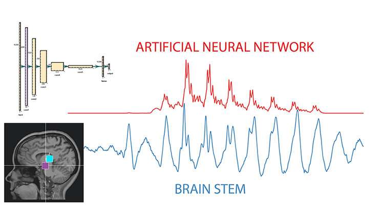 «Сырые» данные показывают, что сигналы ИИ отражают то, как мозг слушает и учится